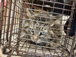 Shelter Stray Unknown Cat last seen SANTIAGOS 72ND AND HWY 85, Brighton, CO 80601