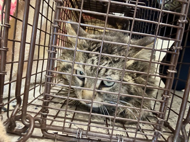 Shelter Stray Unknown Cat last seen SANTIAGOS 72ND AND HWY 85, Brighton, CO 80601