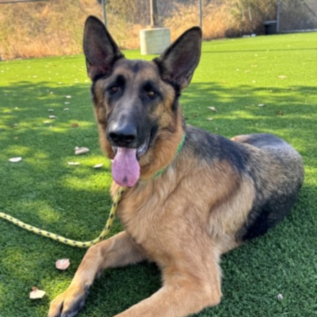 Shelter Stray Male Dog last seen , Los Angeles, CA 90031
