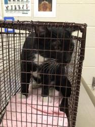 Shelter Stray Male Cat last seen Near BLOCK COMMUNITY CENTER DR, Brighton, CO 80601