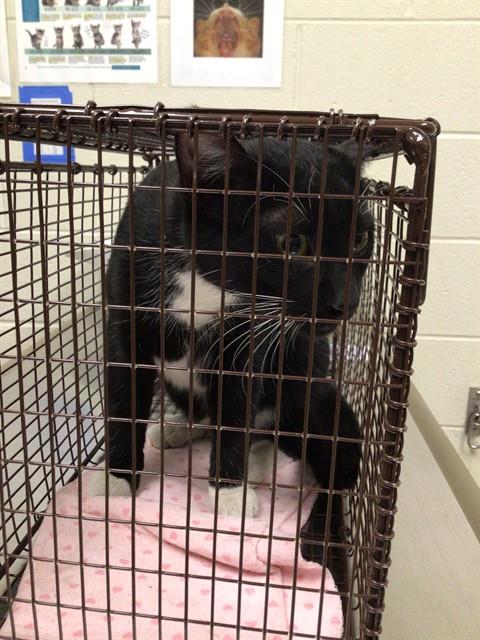 Shelter Stray Male Cat last seen Near BLOCK COMMUNITY CENTER DR, Brighton, CO 80601