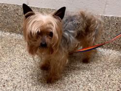Shelter Stray Male Dog last seen I-25 & EXIT 132, Colorado Springs, CO 80905