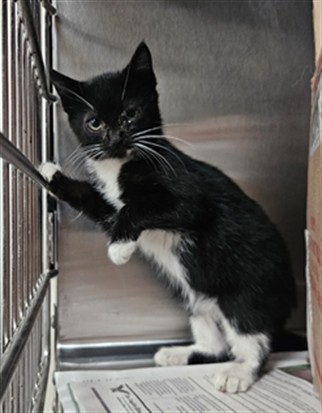 Shelter Stray Female Cat last seen , Los Angeles, CA 90031