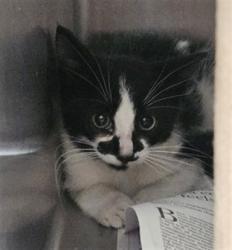 Shelter Stray Female Cat last seen , Los Angeles, CA 90031