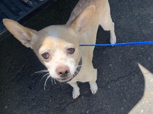 Shelter Stray Male Dog last seen MEADOWVIEW RD & DETROIT BLVD, Sacramento, CA 95818