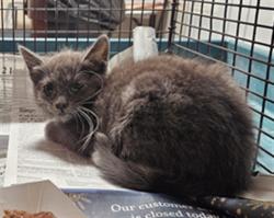 Shelter Stray Female Cat last seen , Los Angeles, CA 90031