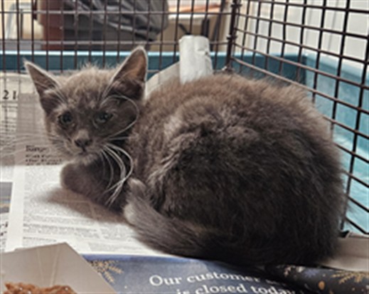 Shelter Stray Female Cat last seen , Los Angeles, CA 90031
