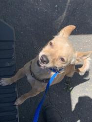 Shelter Stray Female Dog last seen MEADOWVIEW RD & DETROIT BLVD, Sacramento, CA 95818