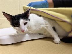 Shelter Stray Female Cat last seen EVERGLADE DR & WISSEMANN DR, Sacramento, CA 95818