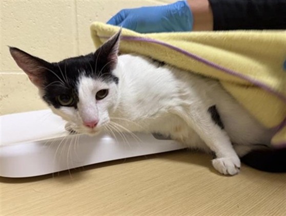 Shelter Stray Female Cat last seen EVERGLADE DR & WISSEMANN DR, Sacramento, CA 95818