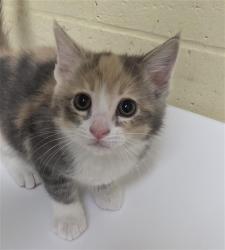 Shelter Stray Female Cat last seen EVERGLADE DR & WISSEMANN DR, Sacramento, CA 95818