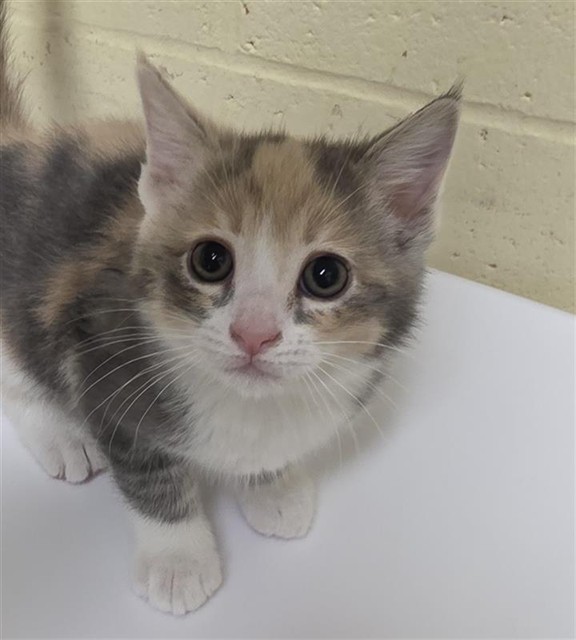 Shelter Stray Female Cat last seen EVERGLADE DR & WISSEMANN DR, Sacramento, CA 95818