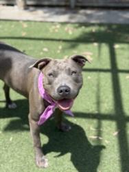 Shelter Stray Female Dog last seen , San Pedro, CA 90731