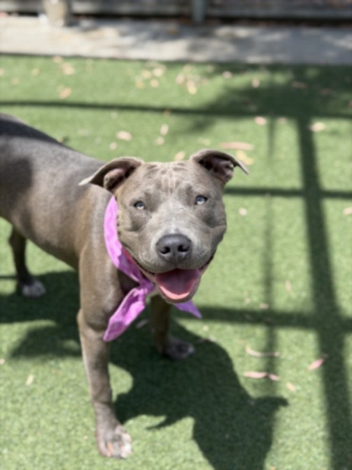 Shelter Stray Female Dog last seen , San Pedro, CA 90731