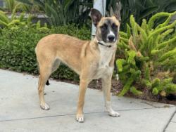 Shelter Stray Female Dog last seen , San Pedro, CA 90731