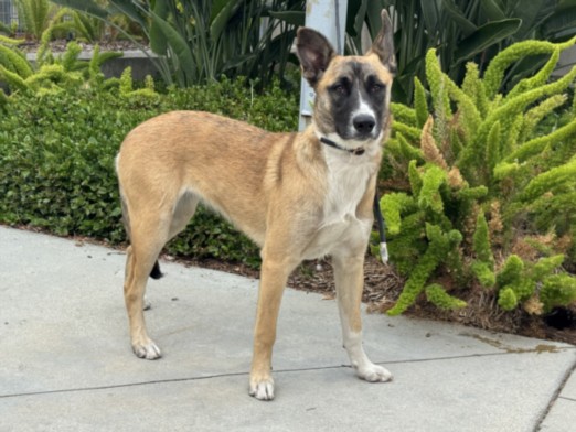 Shelter Stray Female Dog last seen , San Pedro, CA 90731