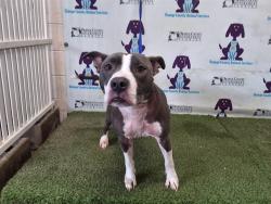 Shelter Stray Female Dog last seen , Orlando, FL 32839