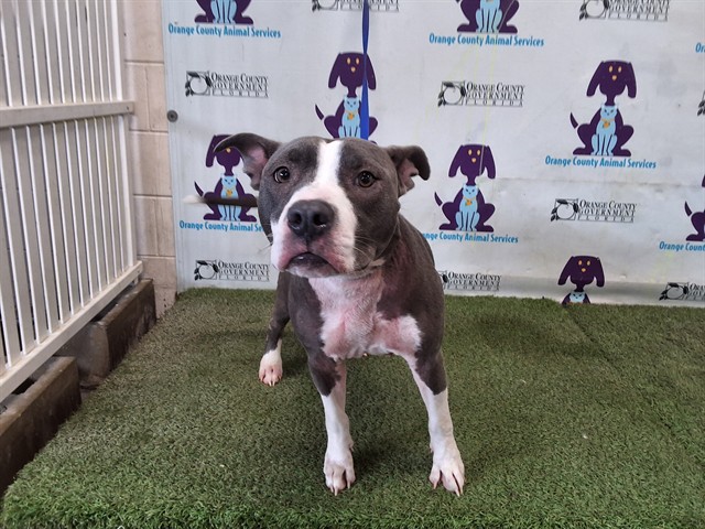 Shelter Stray Female Dog last seen , 2769 Conroy Rd, Orlando, FL 32839, USA