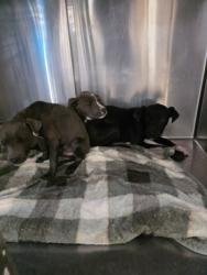 Shelter Stray Male Dog last seen , San Pedro, CA 90731