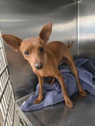 Shelter Stray Male Dog last seen , San Pedro, CA 90731