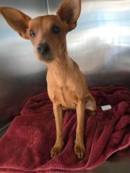 Shelter Stray Female Dog last seen , San Pedro, CA 90731