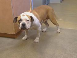 Shelter Stray Female Dog last seen COUNTRY PARK DR/COUNTRYFIELD DR, 95828, Sacramento, CA 95827