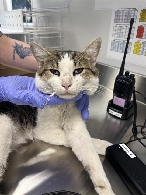 Shelter Stray Male Cat last seen Near , Indianapolis, IN 46221