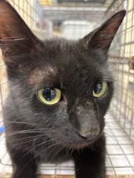 Shelter Stray Unknown Cat last seen , Sanford, FL 32773