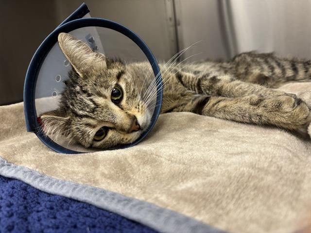 Shelter Stray Female Cat last seen Near , Indianapolis, IN 46221