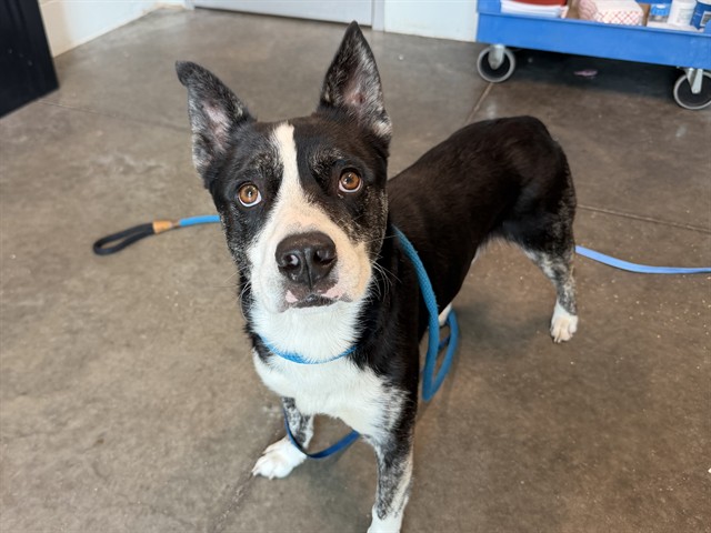 Shelter Stray Male Dog last seen CR 42, UMATILLA, Deer Island, FL 32778