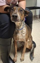 Shelter Stray Male Dog last seen Near BLOCK KERN CANYON RD, BAKERSFIELD CA 93306, Bakersfield, CA 93308