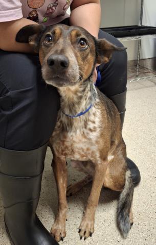 Shelter Stray Male Dog last seen Near BLOCK KERN CANYON RD, BAKERSFIELD CA 93306, Bakersfield, CA 93308