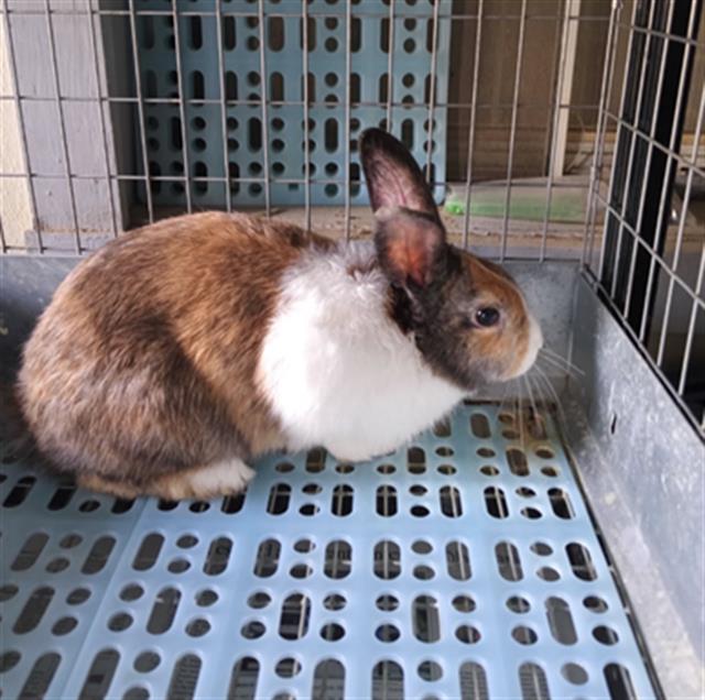 Shelter Stray Male Rabbit last seen Near BLOCK BLCK N STUDEBAKER RD, LONG BEACH, CA 90815, Long Beach, CA 90815