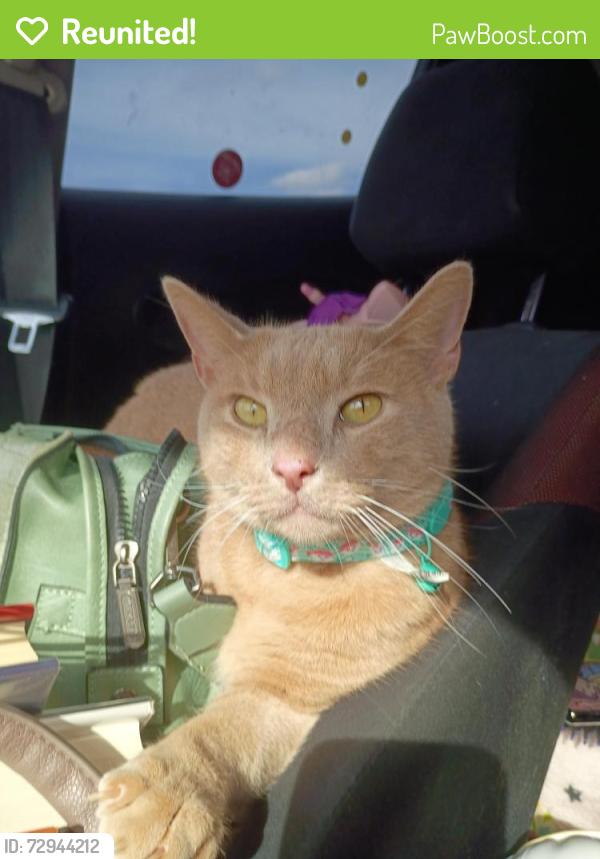Reunited Male Cat last seen Alemeda, Fort Worth, TX 76108