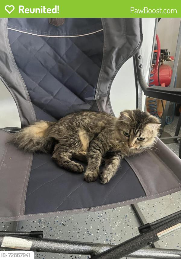 Reunited Female Cat last seen Willowbrook dr, Greensboro, NC 27403