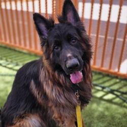 Shelter Stray Male Dog last seen , Las Vegas, NV 89101