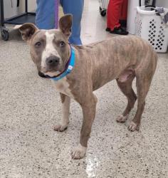 Shelter Stray Male Dog last seen Near BLOCK NORTHLAWN ST, DETROIT, MI 48238, Detroit, MI 48211