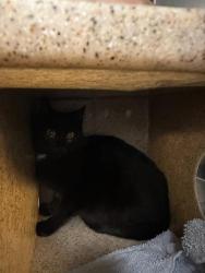 Shelter Stray Female Cat last seen Near BLOCK S 356TH ST, AUBURN WA 98001, Kent, WA 98032