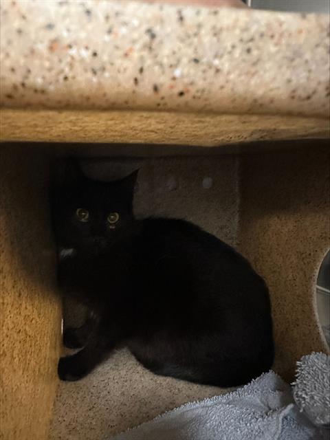 Shelter Stray Female Cat last seen Near BLOCK S 356TH ST, AUBURN WA 98001, Kent, WA 98032
