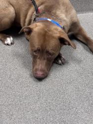 Shelter Stray Male Dog last seen E LAKE MEAD BLVD & N PECOS RD, Las Vegas, NV 89101