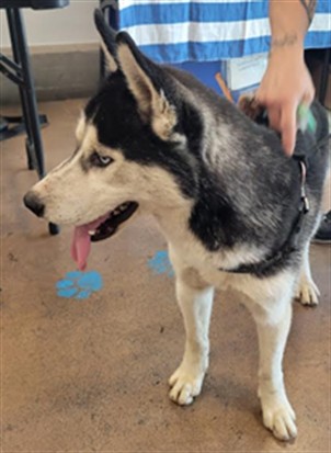Shelter Stray Male Dog last seen , Los Angeles, CA 91405