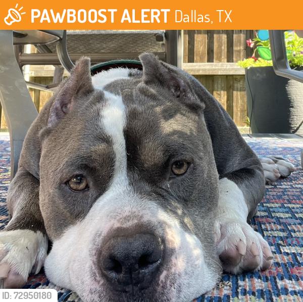 Found/Stray Male Dog last seen Sharpview & Chapelwood, Dallas, TX 75228