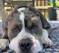 Found/Stray Male Dog last seen Sharpview & Chapelwood, Dallas, TX 75228