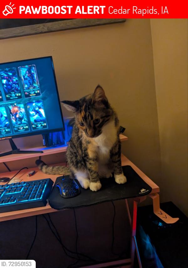 Lost Female Cat last seen Alexandra apmts, Cedar Rapids, IA 52404