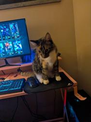 Lost Female Cat last seen Alexandra apmts, Cedar Rapids, IA 52404