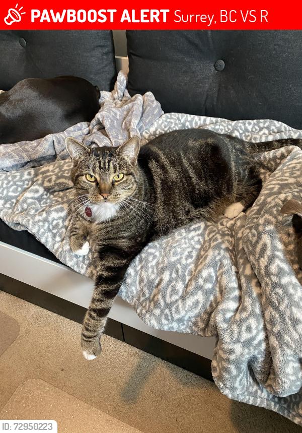 Lost Male Cat last seen Near / 60, Surrey, BC V3S 1R4
