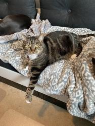 Lost Male Cat last seen Near / 60, Surrey, BC V3S 1R4