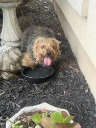 Reunited Male Dog last seen Gallagher Dr., Canyon Lake Texas, Canyon Lake, TX 78133