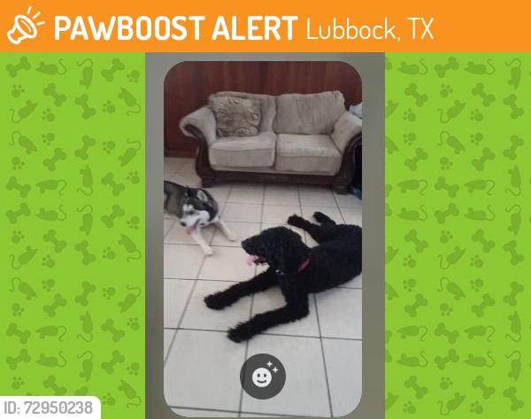 Found/Stray Male Dog last seen Memphis and Nashville , Lubbock, TX 79410