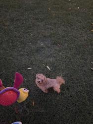 Lost Female Dog last seen Near Beckman Dr Memphis, TN  38135 United States, Memphis, TN 38135